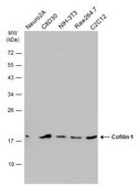 Monoclonal Anti-Cofilin 1 antibody produced in mouse clone GT567, affinity isolated antibody