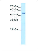 Anti-SHMT2 (AB2) antibody produced in rabbit IgG fraction of antiserum