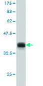 Monoclonal Anti-CDC25A antibody produced in mouse clone 3D5, purified immunoglobulin, buffered aqueous solution