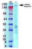 Monoclonal Anti-Eaac1 - Rpe antibody produced in mouse clone S180-41, purified immunoglobulin