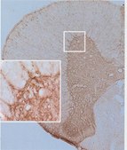 Anti-Synuclein &#946; Antibody serum, Chemicon&#174;