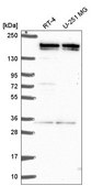 Anti-EHMT2 antibody produced in rabbit Prestige Antibodies&#174; Powered by Atlas Antibodies, affinity isolated antibody