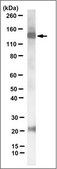 Anti-iNOS/NOS II, clone 13F5.1 Antibody culture supernatant, clone 13F5.1, from mouse