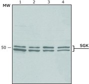 Anti-SGK antibody produced in rabbit buffered aqueous solution, IgG fraction of antiserum
