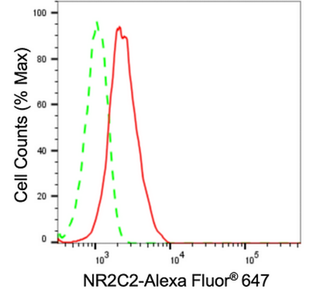 KD-Validated Anti NR2C2 Antibody, clone 24GB730, Rabbit Monoclonal clone 24GB730, recombinant rabbit monoclonal, expressed in HEK293 cells