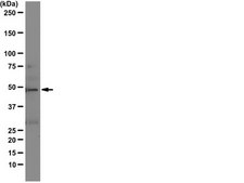 Anti-BMP-7 Antibody, clone 2A10 clone 2A10, from mouse