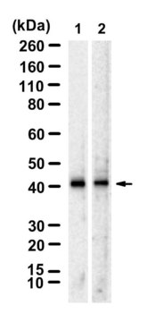 Anti-SPHK1 Antibody, clone 2H5 ZooMAb&#174; Rabbit Monoclonal recombinant, expressed in HEK 293 cells