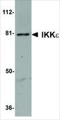 Anti-IKK&#949; antibody produced in rabbit affinity isolated antibody, buffered aqueous solution
