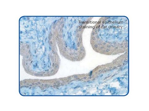 Anti-GPCR G2A Antibody Chemicon®, from rabbit