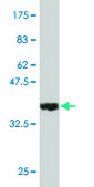Monoclonal Anti-TLR4 antibody produced in mouse clone 3B6, purified immunoglobulin, buffered aqueous solution