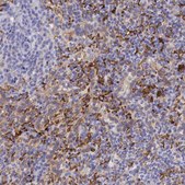 Anti-MSR1 antibody produced in rabbit Prestige Antibodies&#174; Powered by Atlas Antibodies, affinity isolated antibody, buffered aqueous glycerol solution