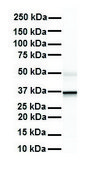 Anti-ZFP36L1 antibody produced in rabbit affinity isolated antibody