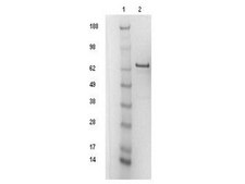 p53-GST (recombinant protein)