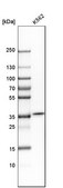 Anti-CA8 antibody produced in rabbit Prestige Antibodies® Powered by Atlas Antibodies, affinity isolated antibody, buffered aqueous glycerol solution