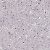 Anti-PMCH antibody produced in rabbit Prestige Antibodies&#174; Powered by Atlas Antibodies, affinity isolated antibody