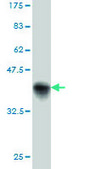 Monoclonal Anti-PKD2 antibody produced in mouse clone 4C8, purified immunoglobulin, buffered aqueous solution