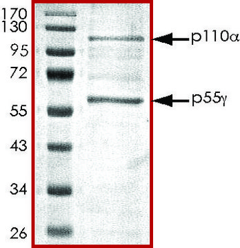 PI3K (p110-&#945;/p55-&#947;), active, His tagged human PRECISIO&#174;, recombinant, expressed in baculovirus infected Sf9 cells, &#8805;70% (SDS-PAGE), buffered aqueous glycerol solution