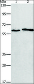 Anti-CHRNA2 antibody produced in rabbit affinity isolated antibody