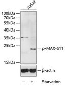 Anti-Phospho-MAX-S11 antibody produced in rabbit