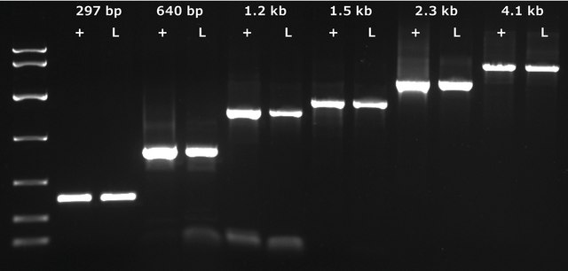 KAPA3G Plant PCR Kit