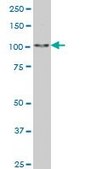 Monoclonal Anti-SALL4 antibody produced in mouse clone 6E3, purified immunoglobulin, buffered aqueous solution