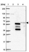 Anti-TBKBP1 antibody produced in rabbit Prestige Antibodies&#174; Powered by Atlas Antibodies, affinity isolated antibody, buffered aqueous glycerol solution