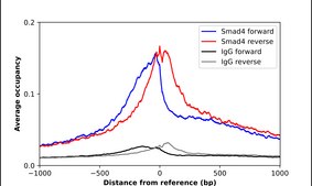 Anti-SMAD4 antibody produced in rabbit Prestige Antibodies® Powered by Atlas Antibodies, affinity isolated antibody, buffered aqueous glycerol solution