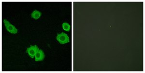 Anti-BAI3 antibody produced in rabbit affinity isolated antibody