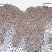 Anti-CASP4 antibody produced in rabbit Prestige Antibodies&#174; Powered by Atlas Antibodies, affinity isolated antibody, buffered aqueous glycerol solution