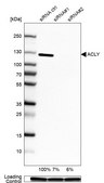 Anti-ACLY antibody produced in rabbit Prestige Antibodies&#174; Powered by Atlas Antibodies, affinity isolated antibody, buffered aqueous glycerol solution