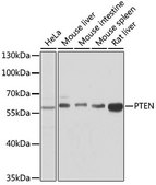Anti-PTEN antibody produced in rabbit