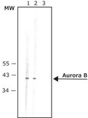 Anti-Aurora B antibody produced in rabbit IgG fraction of antiserum, buffered aqueous solution