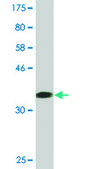 Monoclonal Anti-PAFAH1B1, (N-terminal) antibody produced in mouse clone 5A5, purified immunoglobulin, buffered aqueous solution