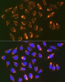 Anti-Prohibitin 2 (PHB2) antibody produced in rabbit