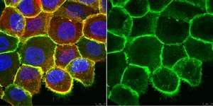 Anti-Integrin Beta1, clone AIIB2 (Azide Free) Antibody clone AIIB2, 1&#160;mg/mL, from rat