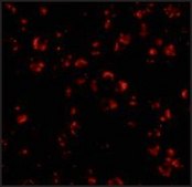 Anti-IL-23 antibody produced in rabbit affinity isolated antibody, buffered aqueous solution