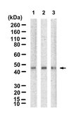 Anti-MAPKAPK-2 Antibody, clone 1E16 ZooMAb® Rabbit Monoclonal recombinant, expressed in HEK 293 cells
