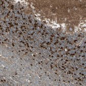 Anti-RHOT1 antibody produced in rabbit Prestige Antibodies&#174; Powered by Atlas Antibodies, affinity isolated antibody, buffered aqueous glycerol solution