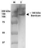 Monoclonal Anti-Notch1 - Hrp antibody produced in mouse clone S253-32, purified immunoglobulin