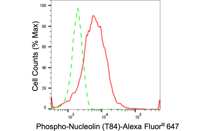Anti-phospho-Nucleolin (Thr84) Antibody, clone 24GB130, Rabbit Monoclonal clone 24GB130, recombinant rabbit monoclonal, expressed in HEK293 cells