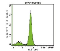 Anti-CD28 Antibody, clone 15E8 clone 15E8, Chemicon&#174;, from mouse