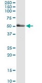 Monoclonal Anti-PAK2 antibody produced in mouse clone 1E1, purified immunoglobulin, buffered aqueous solution