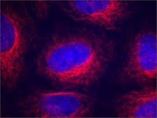 Anti-&#945;-Tubulin antibody, Mouse monoclonal clone AA13, purified from hybridoma cell culture