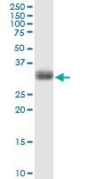 Anti-PLSCR1 antibody produced in rabbit purified immunoglobulin, buffered aqueous solution