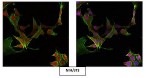 Anti-ATM Antibody Upstate&#174;, from rabbit