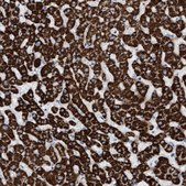 Anti-MTFR1 antibody produced in rabbit Prestige Antibodies&#174; Powered by Atlas Antibodies, affinity isolated antibody, buffered aqueous glycerol solution