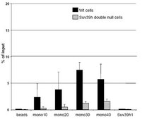 Anti-trimethyl-Histone H3 (Lys9) Antibody, clone 6F12-H4 clone 6F12-H4, from mouse