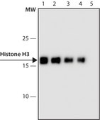 Monoclonal Anti-Histone H3 (C-terminal) antibody produced in mouse clone H6.10, purified from hybridoma cell culture