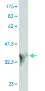 Monoclonal Anti-MAP2K7 antibody produced in mouse clone 4E8, purified immunoglobulin, buffered aqueous solution