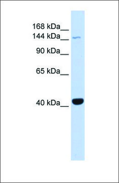 Anti-JAK3 antibody produced in rabbit affinity isolated antibody